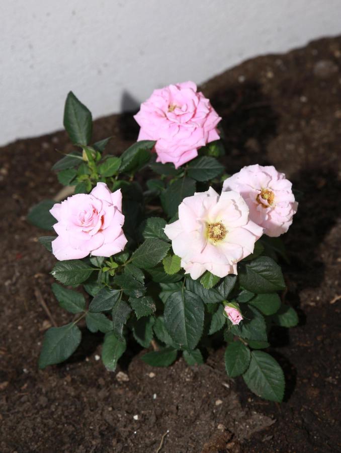 B&B La La Rose Piedimonte San Germano Eksteriør billede